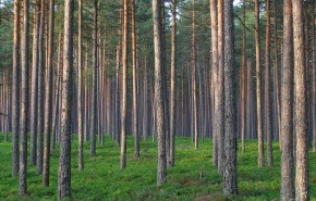 Miškų paslaugos